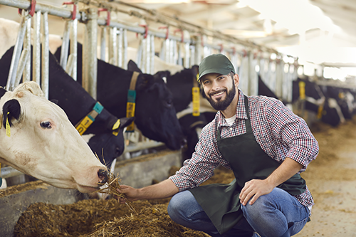 farmer feeding a cow