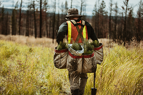 picture of a ranger carrying tree seedings