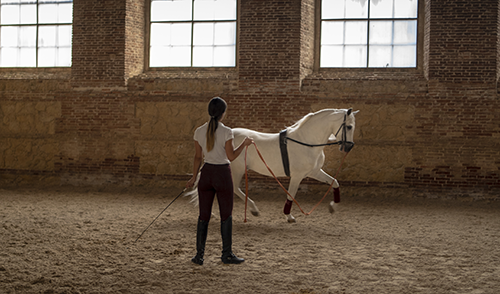 woman training horse